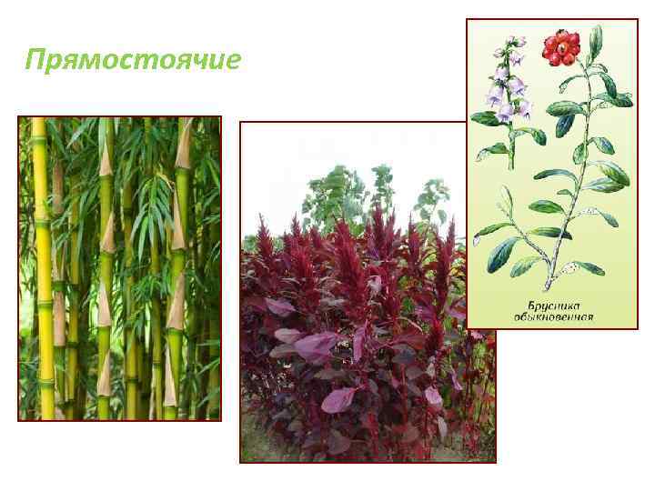 Прямостоячие 