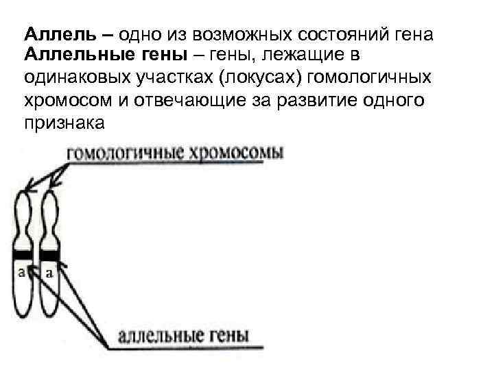 Аллель – одно из возможных состояний гена Аллельные гены – гены, лежащие в одинаковых