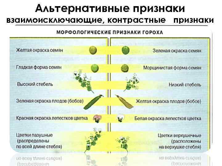 Альтернативные признаки взаимоисключающие, контрастные признаки 
