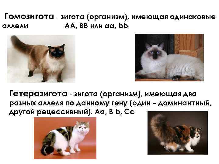 Гомозигота - зигота (организм), имеющая одинаковые аллели АА, ВВ или аа, bb Гетерозигота -