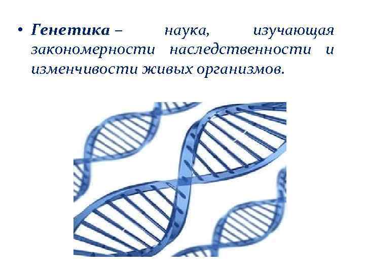  • Генетика – наука, изучающая закономерности наследственности и изменчивости живых организмов. 