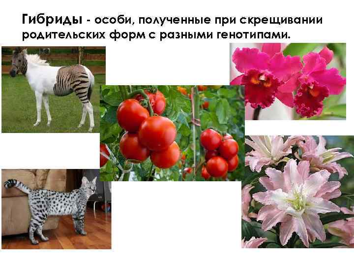 Гибриды - особи, полученные при скрещивании родительских форм с разными генотипами. 