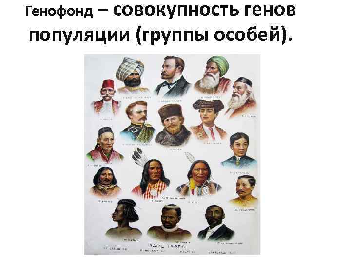 Генофонд – совокупность генов популяции (группы особей). 