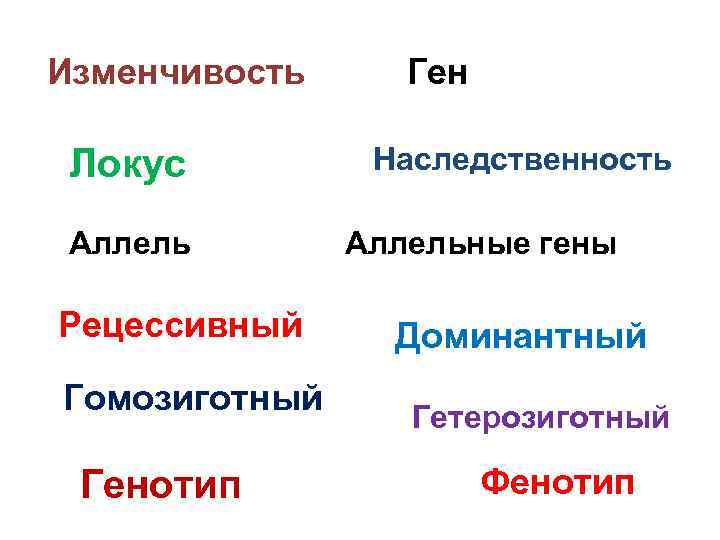 Изменчивость Локус Аллель Рецессивный Гомозиготный Генотип Ген Наследственность Аллельные гены Доминантный Гетерозиготный Фенотип 
