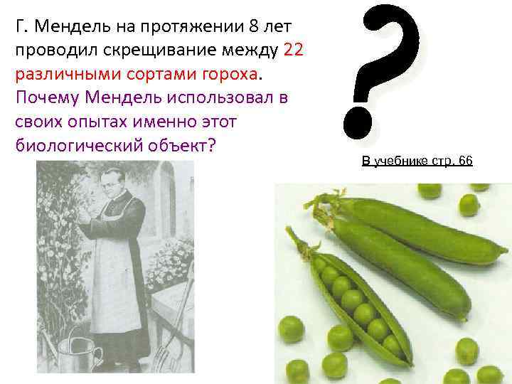 Г. Мендель на протяжении 8 лет проводил скрещивание между 22 различными сортами гороха. Почему