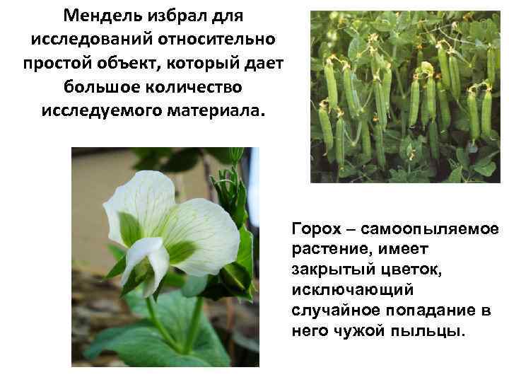 Мендель избрал для исследований относительно простой объект, который дает большое количество исследуемого материала. Горох