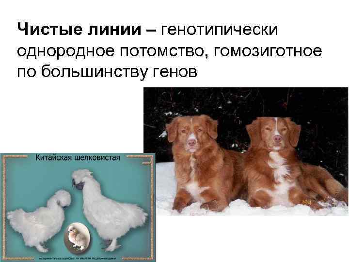 Чистые линии – генотипически однородное потомство, гомозиготное по большинству генов 