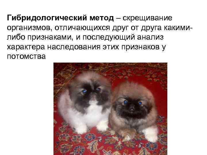 Гибридологический метод – скрещивание организмов, отличающихся друг от друга какимилибо признаками, и последующий анализ