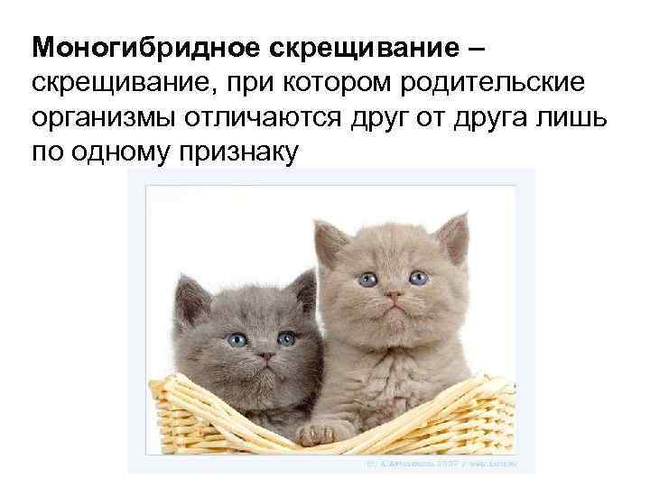 Моногибридное скрещивание – скрещивание, при котором родительские организмы отличаются друг от друга лишь по