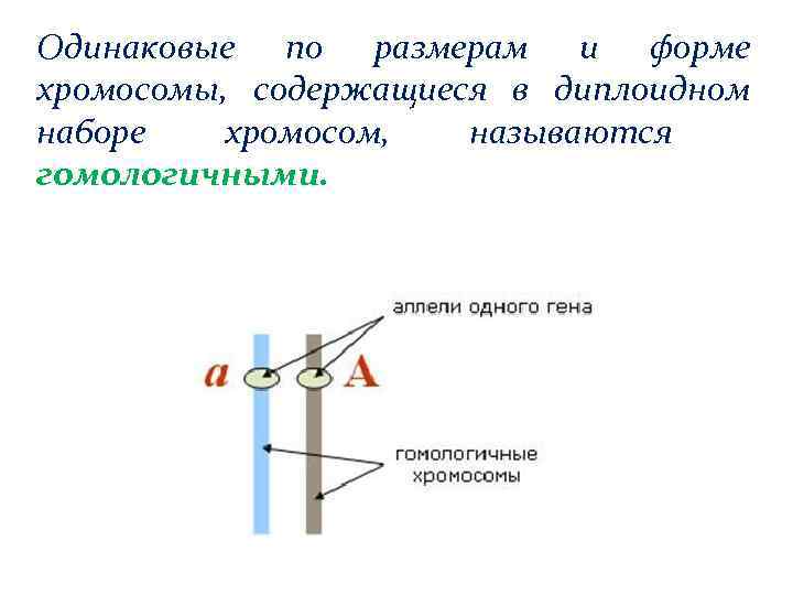 Одинаковые по толщине