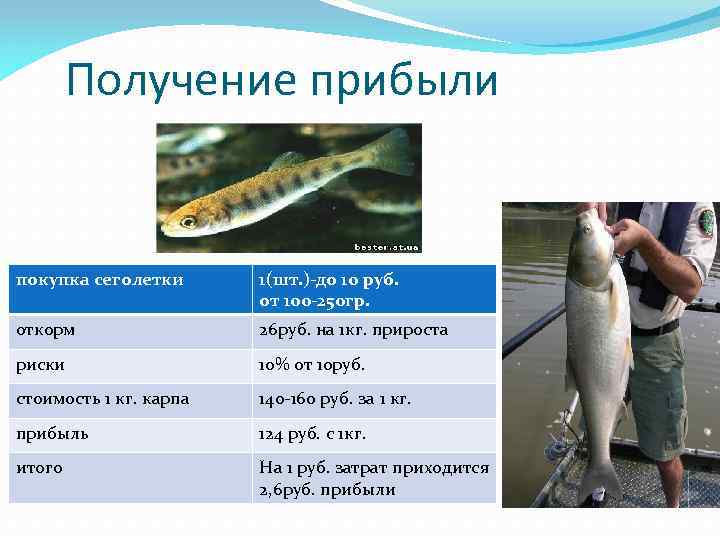 Получение прибыли покупка сеголетки 1(шт. )-до 10 руб. от 100 -250 гр. откорм 26