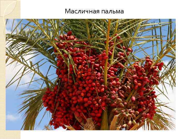 Масличная пальма 