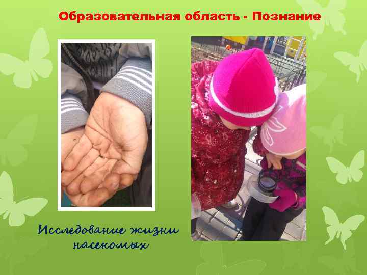Образовательная область - Познание Исследование жизни насекомых 