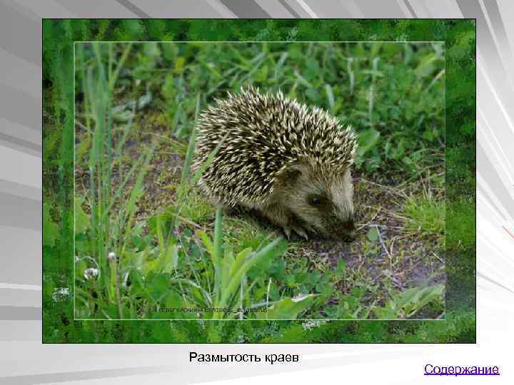 Размытость краев Содержание 