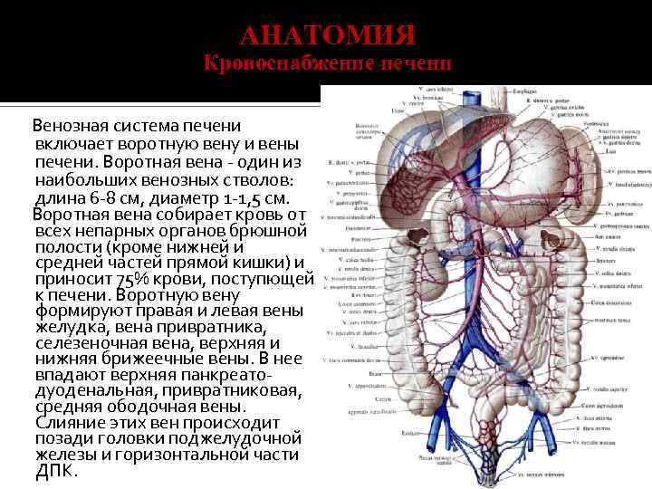 Нижняя полая вена печеночная вена. Система воротной вены и нижняя полая Вена. Воротная система печени анатомия. Кровоснабжение печени воротная Вена.