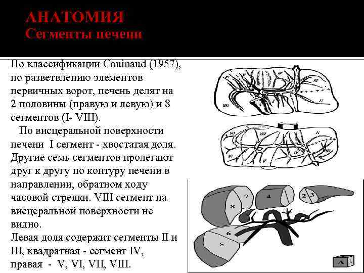 АНАТОМИЯ Сегменты печени По классификации Couinaud (1957), по разветвлению элементов первичных ворот, печень делят