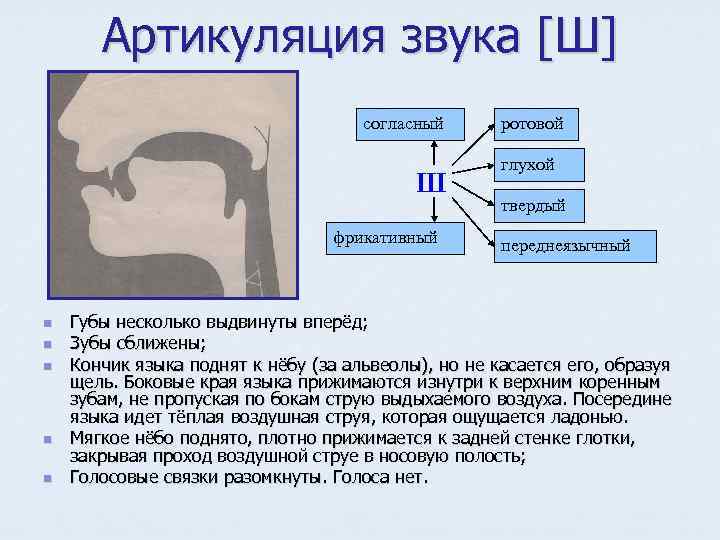 Артикуляция звука [Ш] согласный Ш фрикативный n n n ротовой глухой твердый переднеязычный Губы