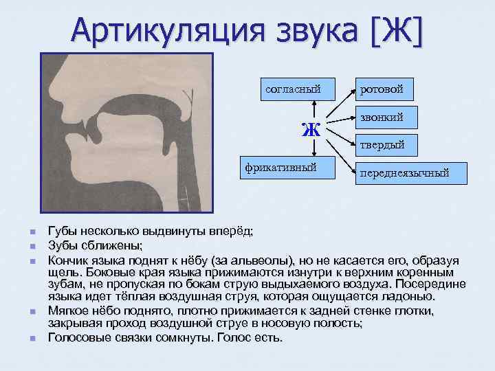 Артикуляция звука [Ж] согласный Ж фрикативный n n n ротовой звонкий твердый переднеязычный Губы