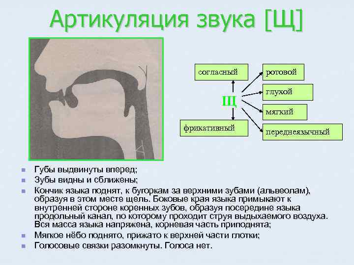 Артикуляция звука [Щ] согласный Щ фрикативный n n n ротовой глухой мягкий переднеязычный Губы