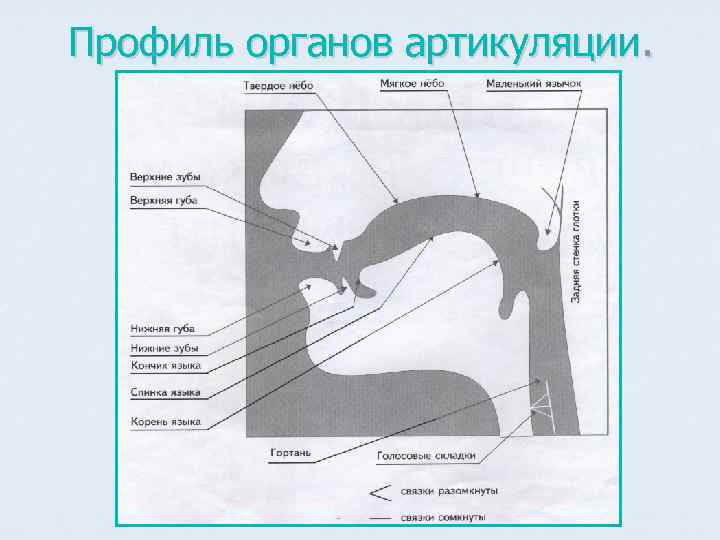 Профиль органов артикуляции. 