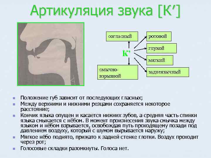 Артикуляция звука [К′] согласный К’ смычновзрывной n n n ротовой глухой мягкий заднеязычный Положение