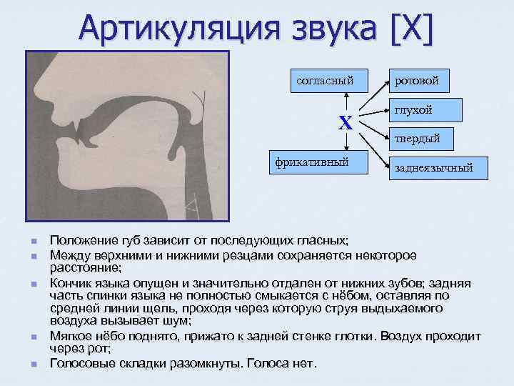 Артикуляция звука [Х] согласный Х фрикативный n n n ротовой глухой твердый заднеязычный Положение