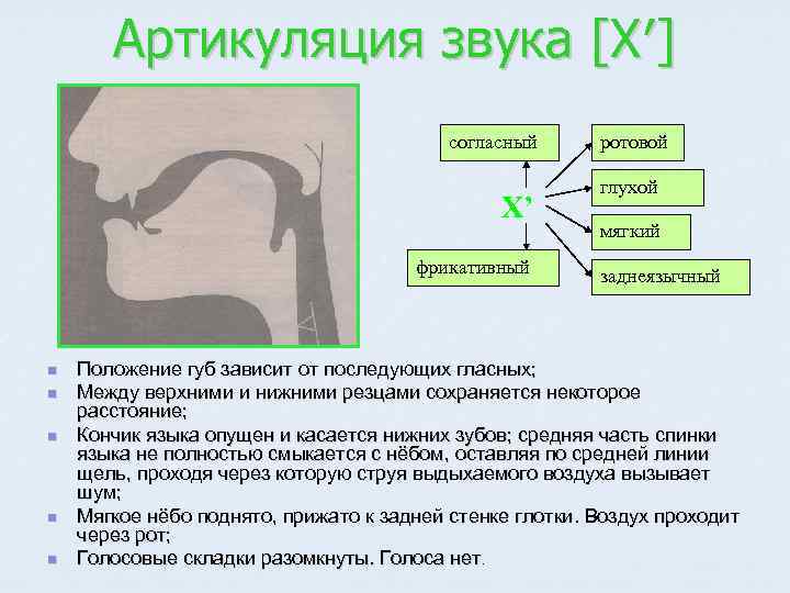 Артикуляция звука [Х′] согласный Х’ фрикативный n n n ротовой глухой мягкий заднеязычный Положение