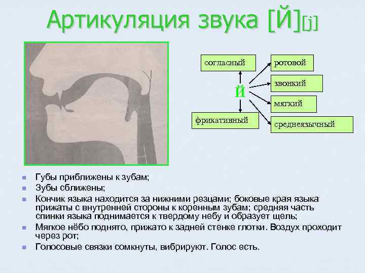 Артикуляция звука [Й][j] согласный Й фрикативный n n n ротовой звонкий мягкий среднеязычный Губы