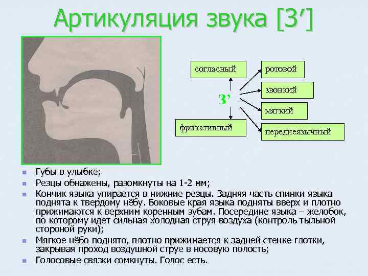 Артикуляция звука [З′] согласный З’ фрикативный n n n ротовой звонкий мягкий переднеязычный Губы