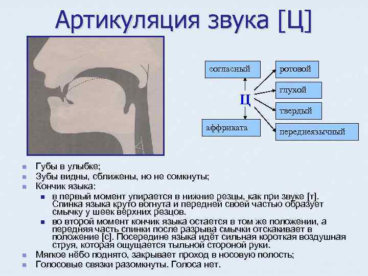 Артикуляция звука [Ц] согласный Ц аффриката n n n ротовой глухой твердый переднеязычный Губы