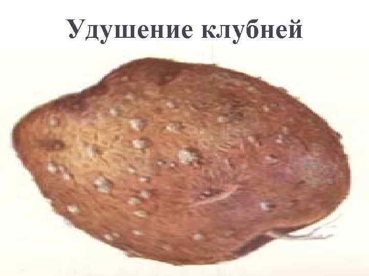 Удушение клубней 