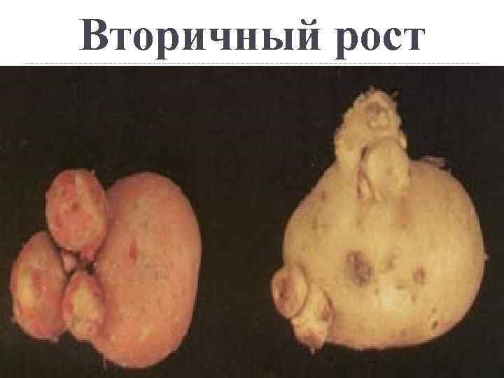 Вторичный рост 