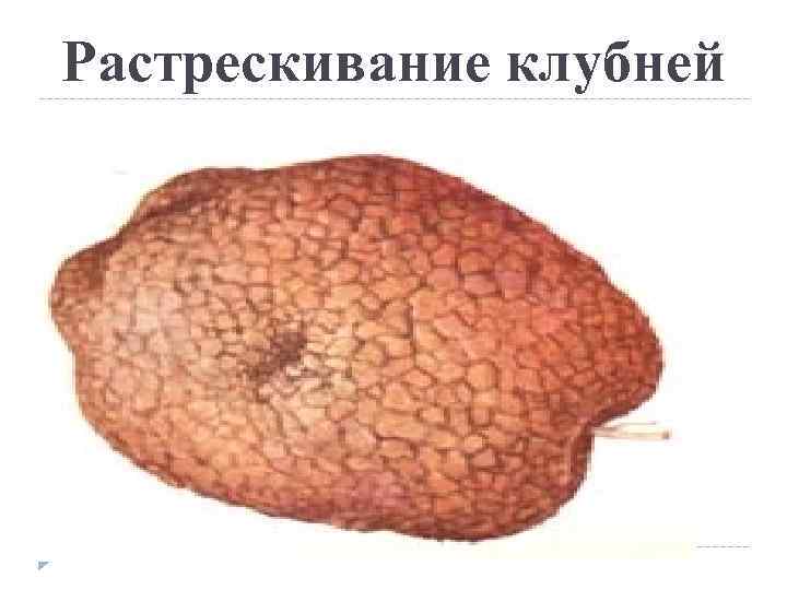 Растрескивание клубней 