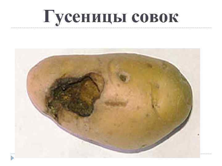 Гусеницы совок 