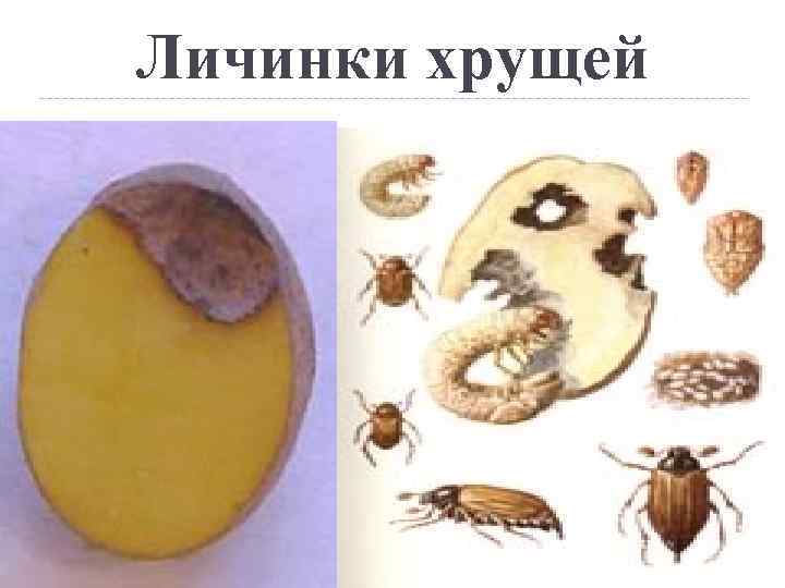 Личинки хрущей 