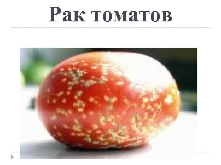 Рак томатов 