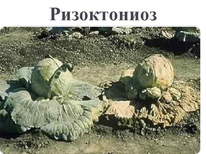 Ризоктониоз 