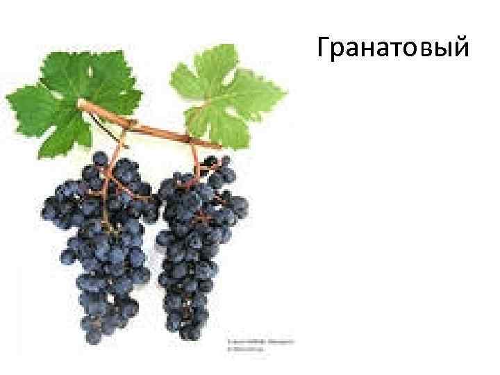 Гранатовый 