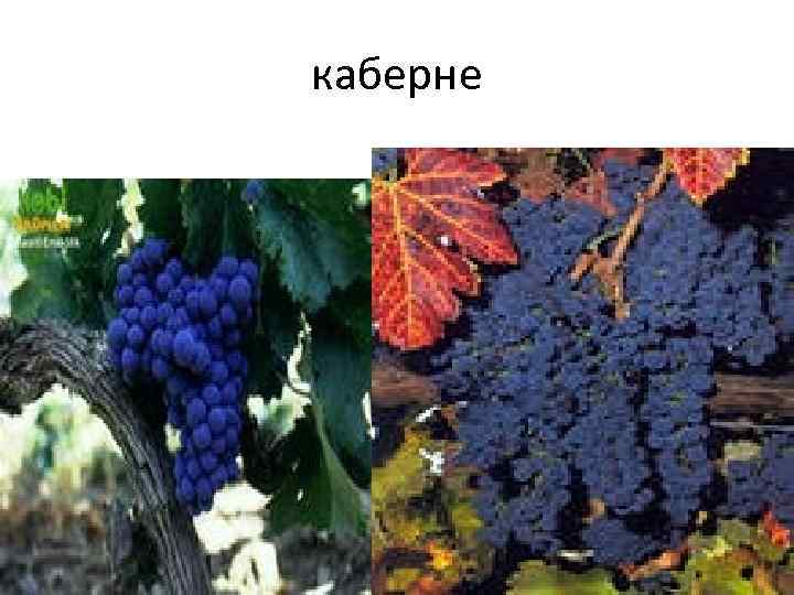 каберне 