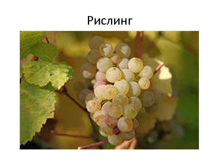 Рислинг 