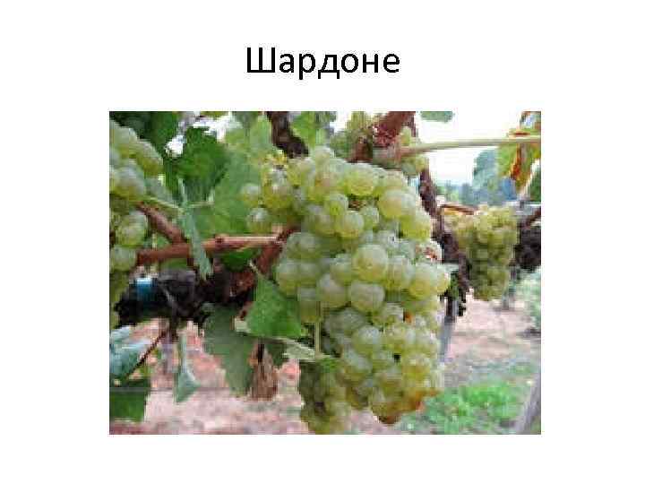 Шардоне 