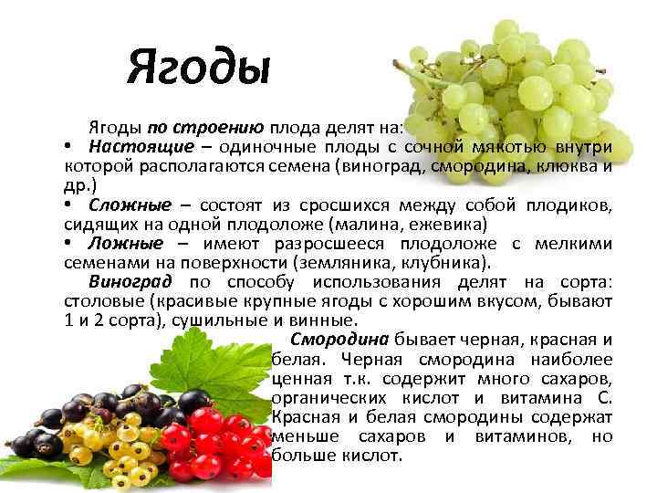 Ягодка характеристика. Классификация плодов и ягод. Характеристика ягоды. Классификация плодов ягод и овощей. Ягода классификация плода.