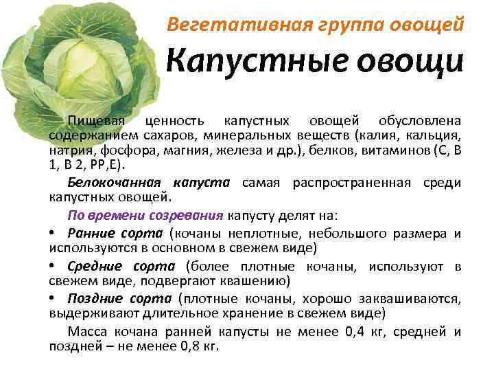 Определение доброкачественности овощей. Пищевая ценность капустных овощей. Систематика капусты белокочанной. Характеристика капусты белокочанной биология. Классификация капустных овощей.