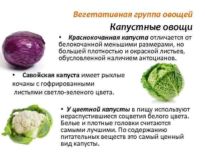 Капуста группа организмов. Классификация капустных овощей. Внешний вид капусты белокочанной. Характеристика капустных овощей. Классификация сортов белокочанной капусты.