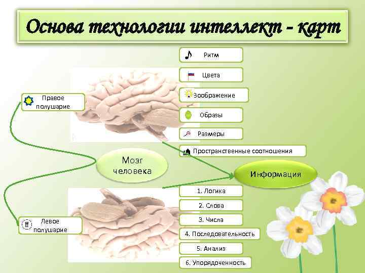 Основа технологии интеллект - карт Ритм Цвета Воображение Правое полушарие Образы Размеры Мозг человека