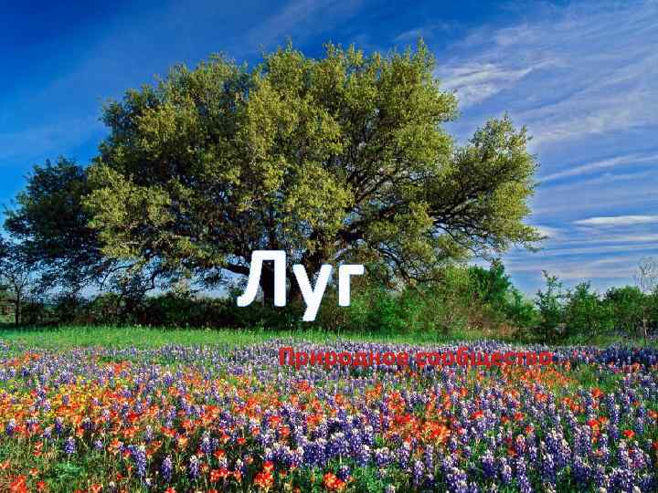 Луг Природное сообщество Заголовок презентации Подзаголовок презентации 