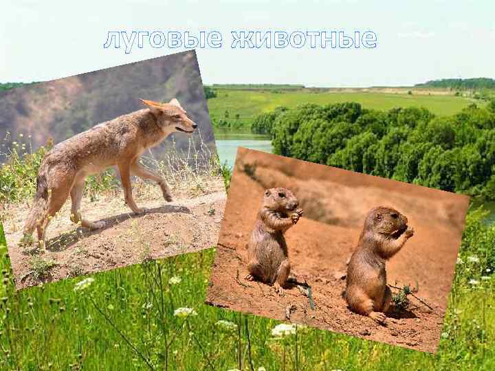 луговые животные 