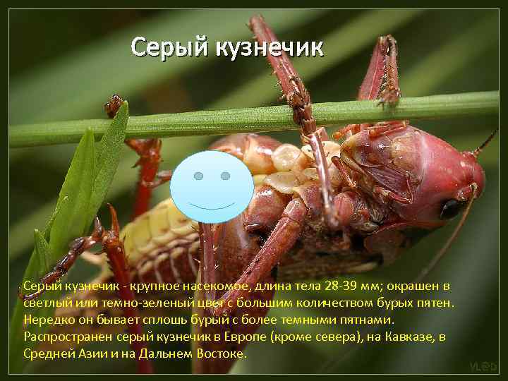 Серый кузнечик - крупное насекомое, длина тела 28 -39 мм; окрашен в светлый или