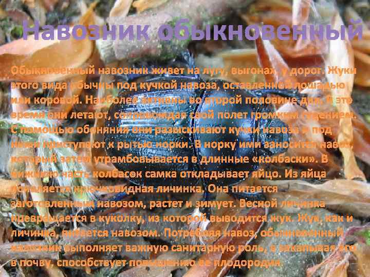 Навозник обыкновенный Обыкновенный навозник живет на лугу, выгонах, у дорог. Жуки этого вида обычны