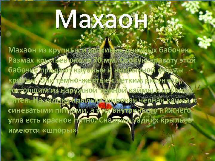 Махаон из крупных и красивых дневных бабочек. Размах крыльев около 70 мм. Особую красоту